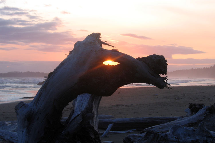 20090619_VancouverIsGreenPointHorse