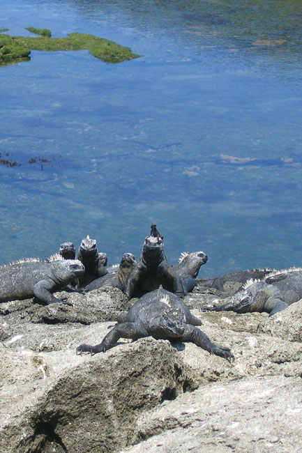 20070805t_FernandinaPuntaEspinosa_IguanaWithLizard