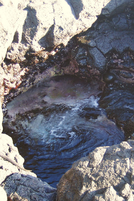 20070806c_JamesPuertoEgas_DarwinsToilet