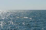 20070805y_IsabelaBolivarChannel_BrydesWhale