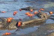 20070806h_JamesPuertoEgas_SallyLightfootCrabs