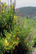 20120608c_VesuviusWildflowers